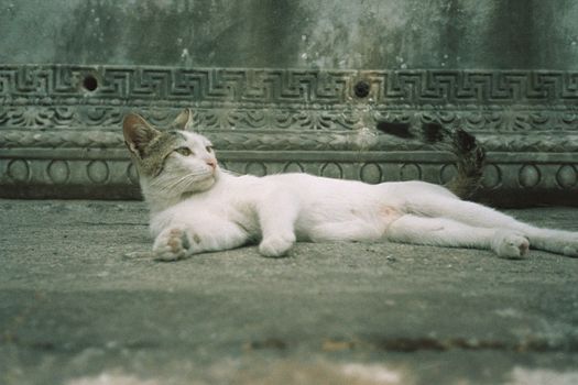 White Cat Lying Down on Pavement
