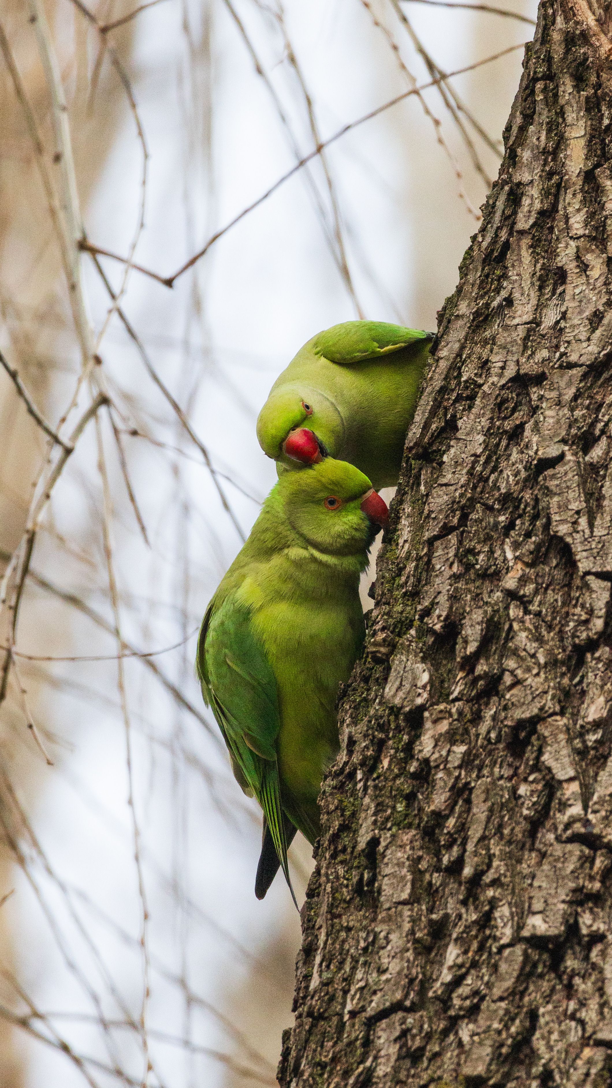 Rose-ringed Parakeets on Tree · Free Stock Photo