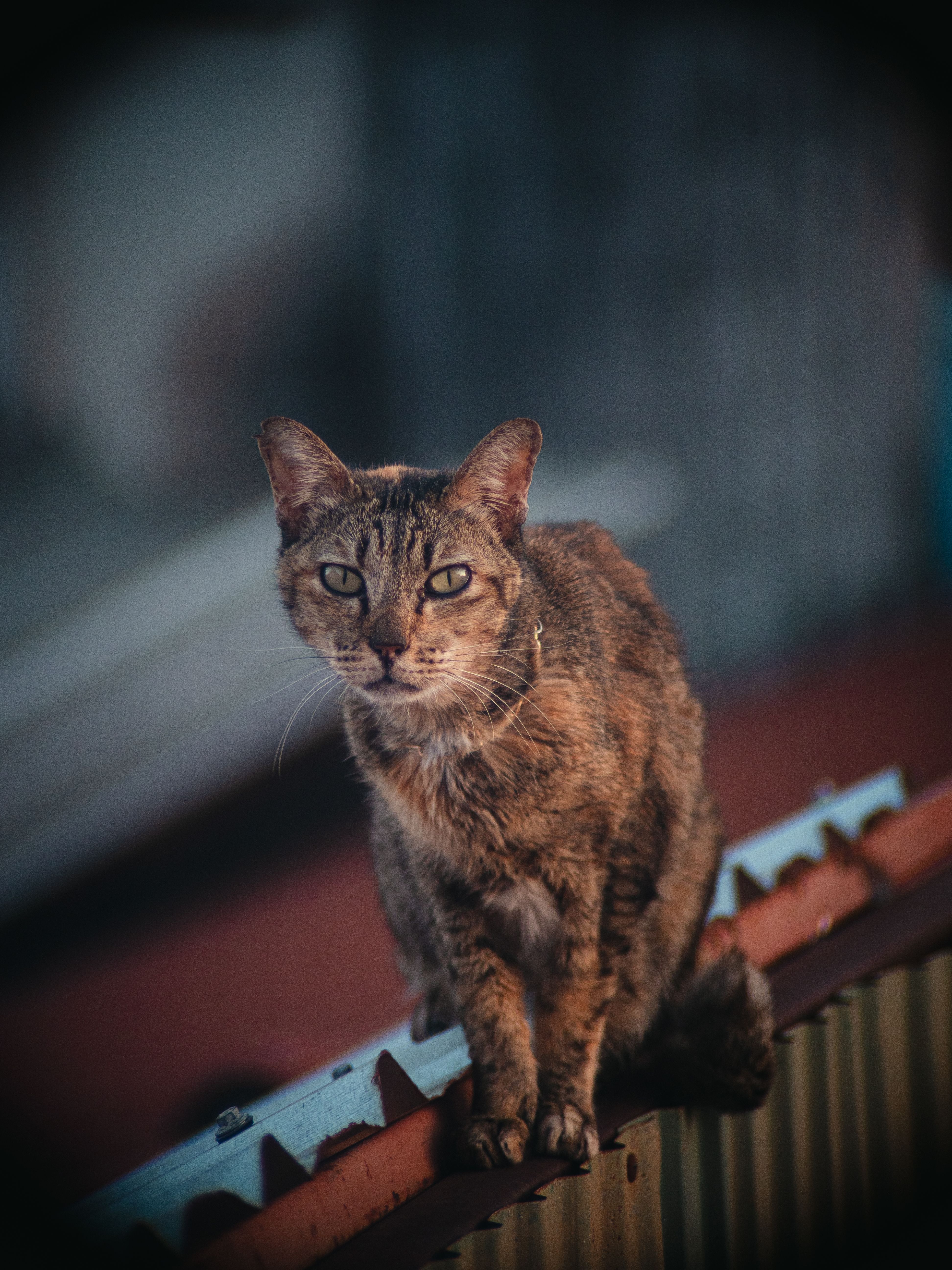 Cat on Railing · Free Stock Photo