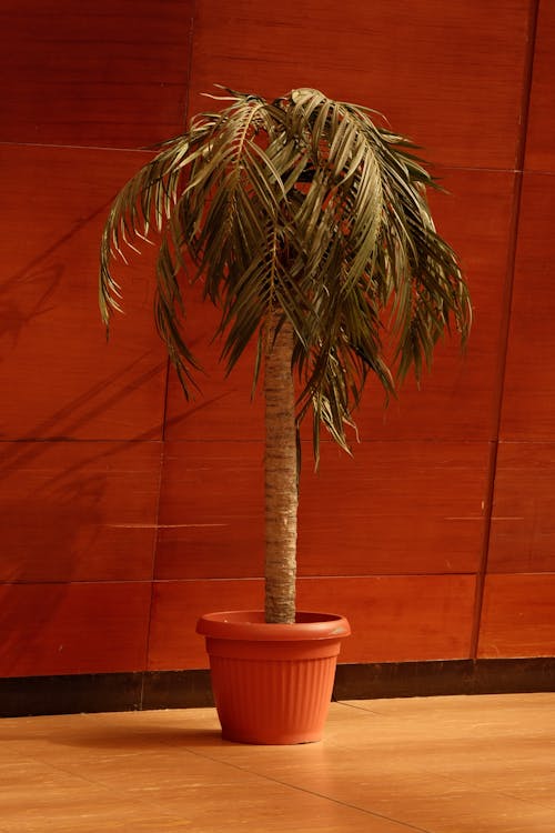 A Palm Tree in a Pot Standing by the Wall 