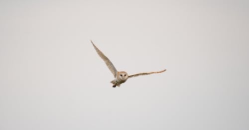 Owl Flying in Air