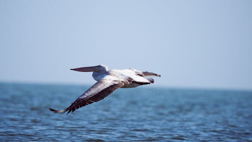 A pelican flying over the ocean