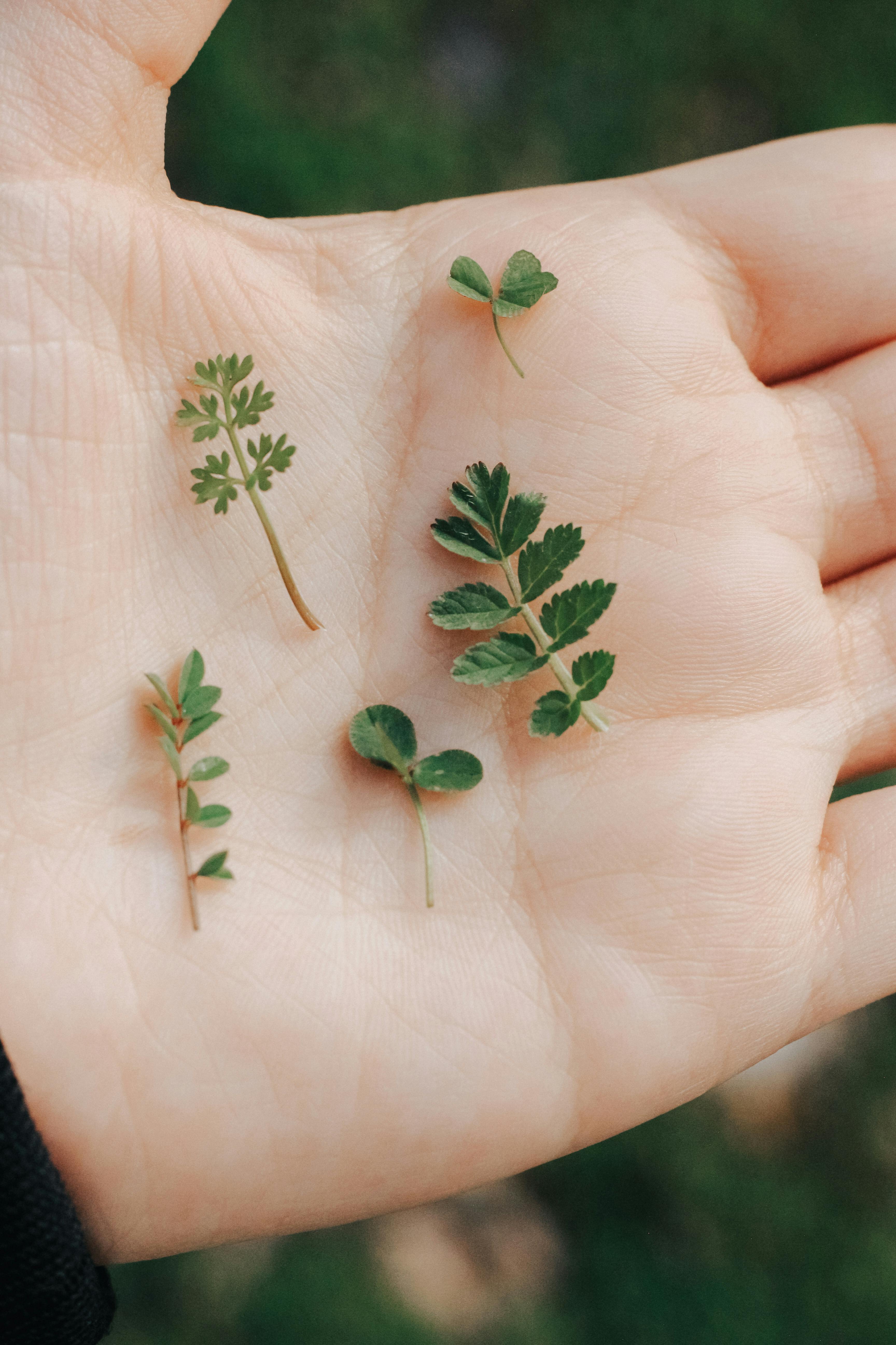 Detailed close-up of a human hand holding small delicate green leaves outdoors.
