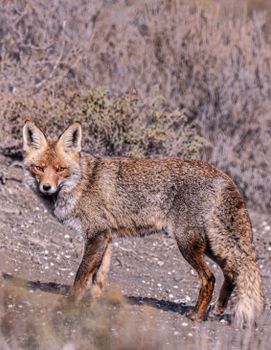 A beautiful Iberian fox stands alert in its natural environment, showcasing its thick fur and watchful eyes.