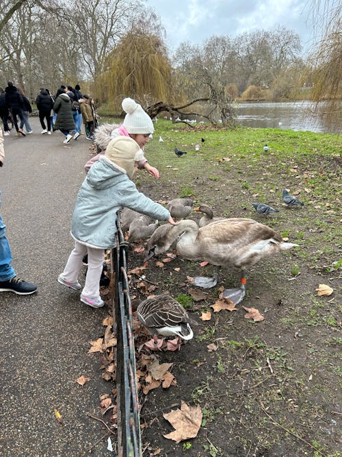 Foto profissional grátis de cidade de londres, cisne, cisnes