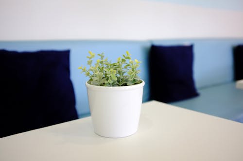 Potted Plant on a Desk