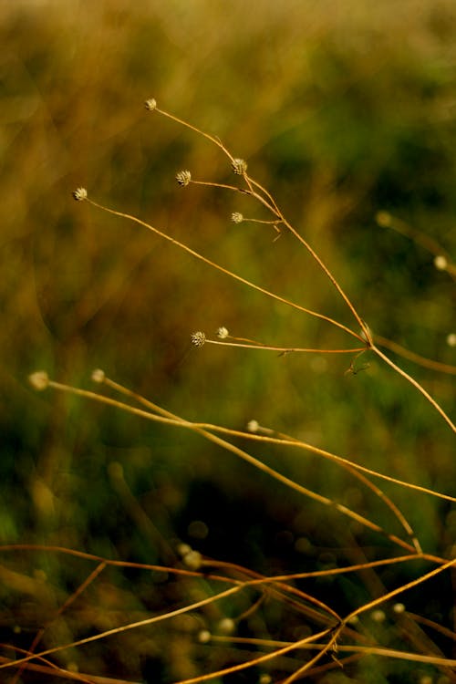 Thin Plants on Grassland
