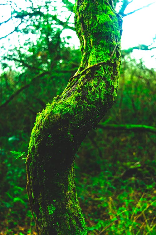 Free stock photo of forest, green, green moss Stock Photo