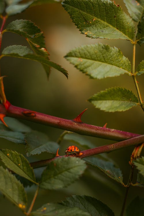 Foto d'estoc gratuïta de animal, arbre, bosc