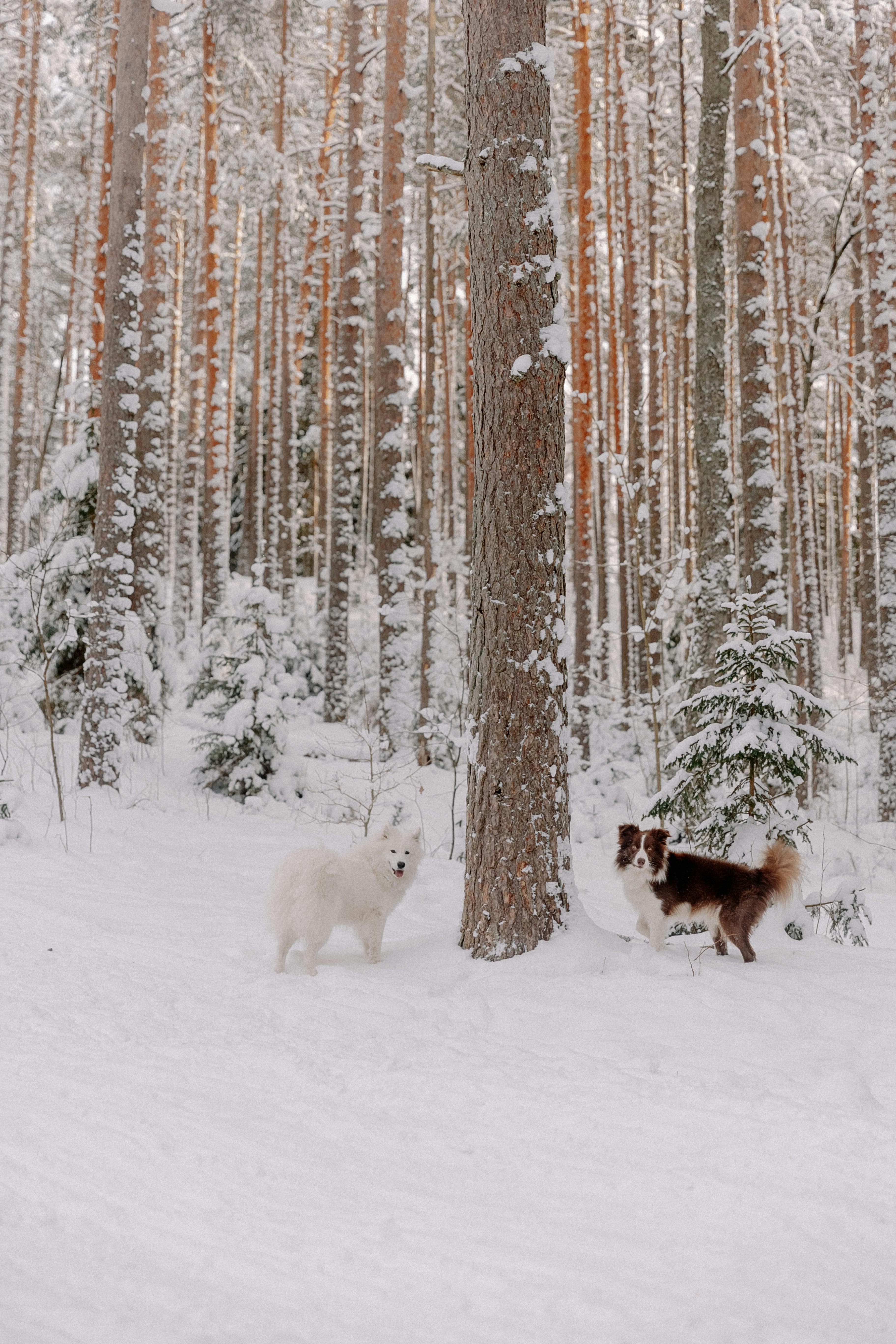 Two dogs playing in a snow-covered forest surrounded by tall trees.
