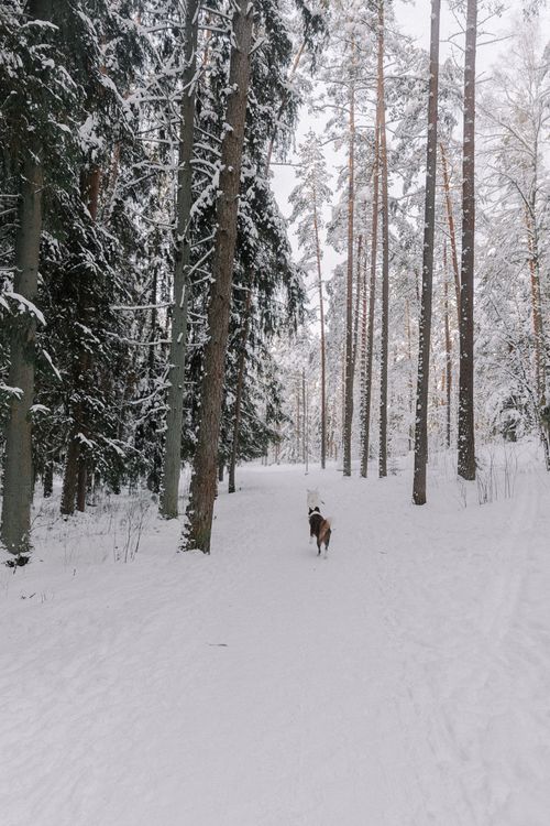 Free A lone dog strolls through a serene snowy forest, surrounded by tall trees. Stock Photo