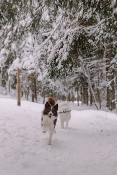Two dogs joyfully running through a snow-covered forest, capturing winter's playful essence.