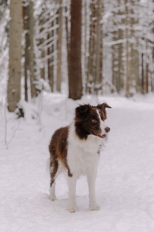 Border Collie in Snow