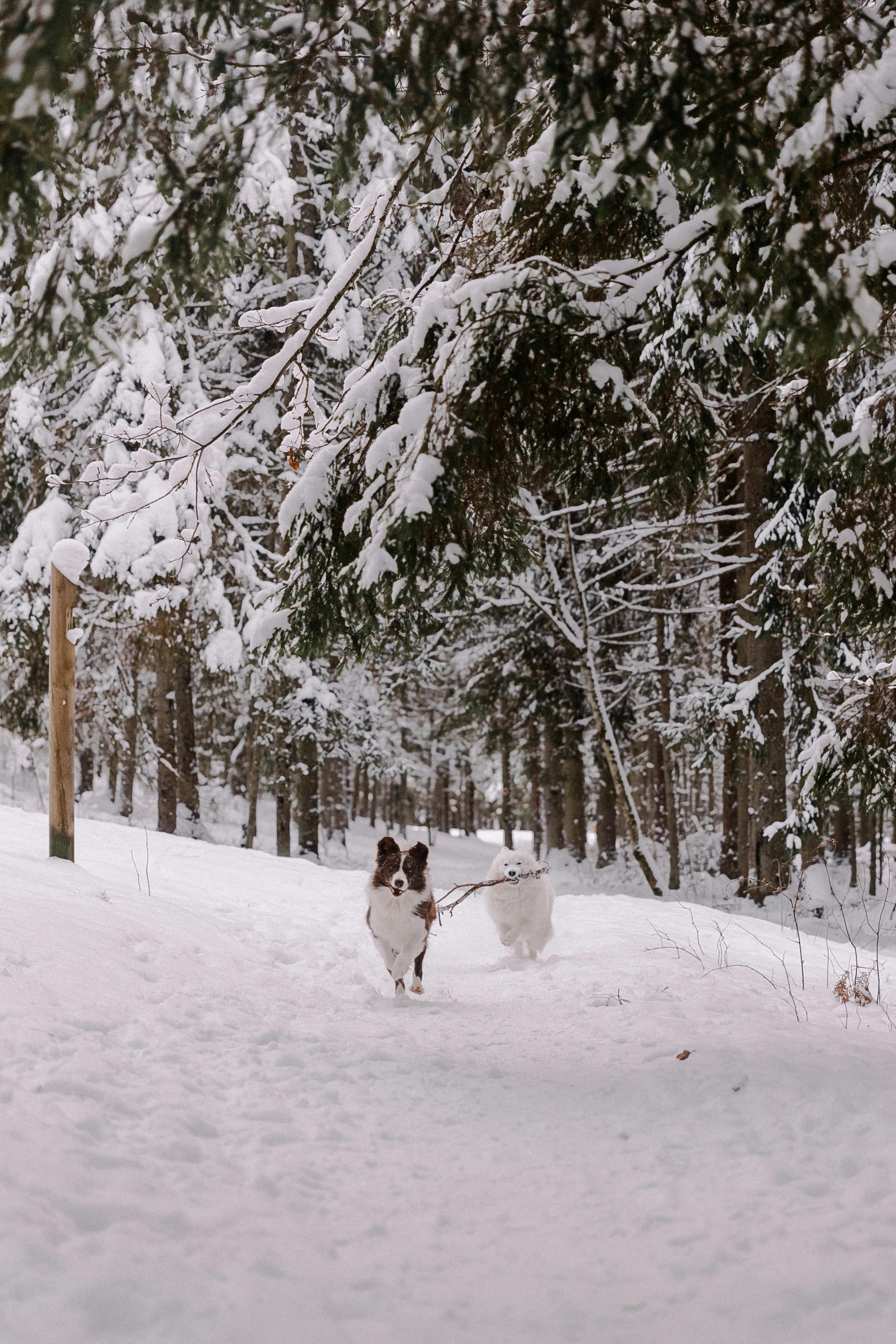 Two dogs enjoy a snowy run in a tranquil winter forest setting. Perfect for pet lovers.