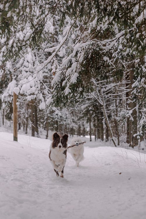 Fotobanka s bezplatnými fotkami na tému beh, chladný, domáce zvieratá