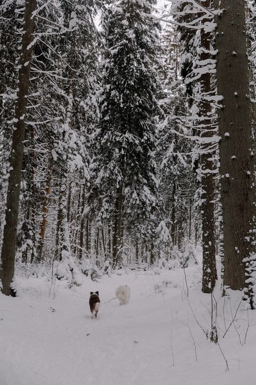 Free Two dogs walking through a snow-covered forest, surrounded by tall trees. Stock Photo