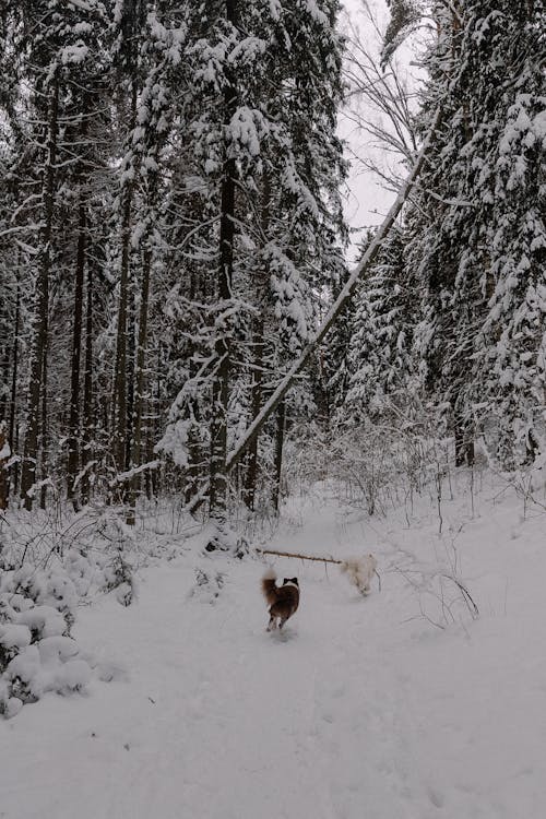 Ilmainen kuvapankkikuva tunnisteilla eläinkuvaus, flunssa, juokseminen