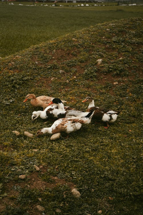 Бесплатное стоковое фото с вертикальный выстрел, домашний скот, птицы