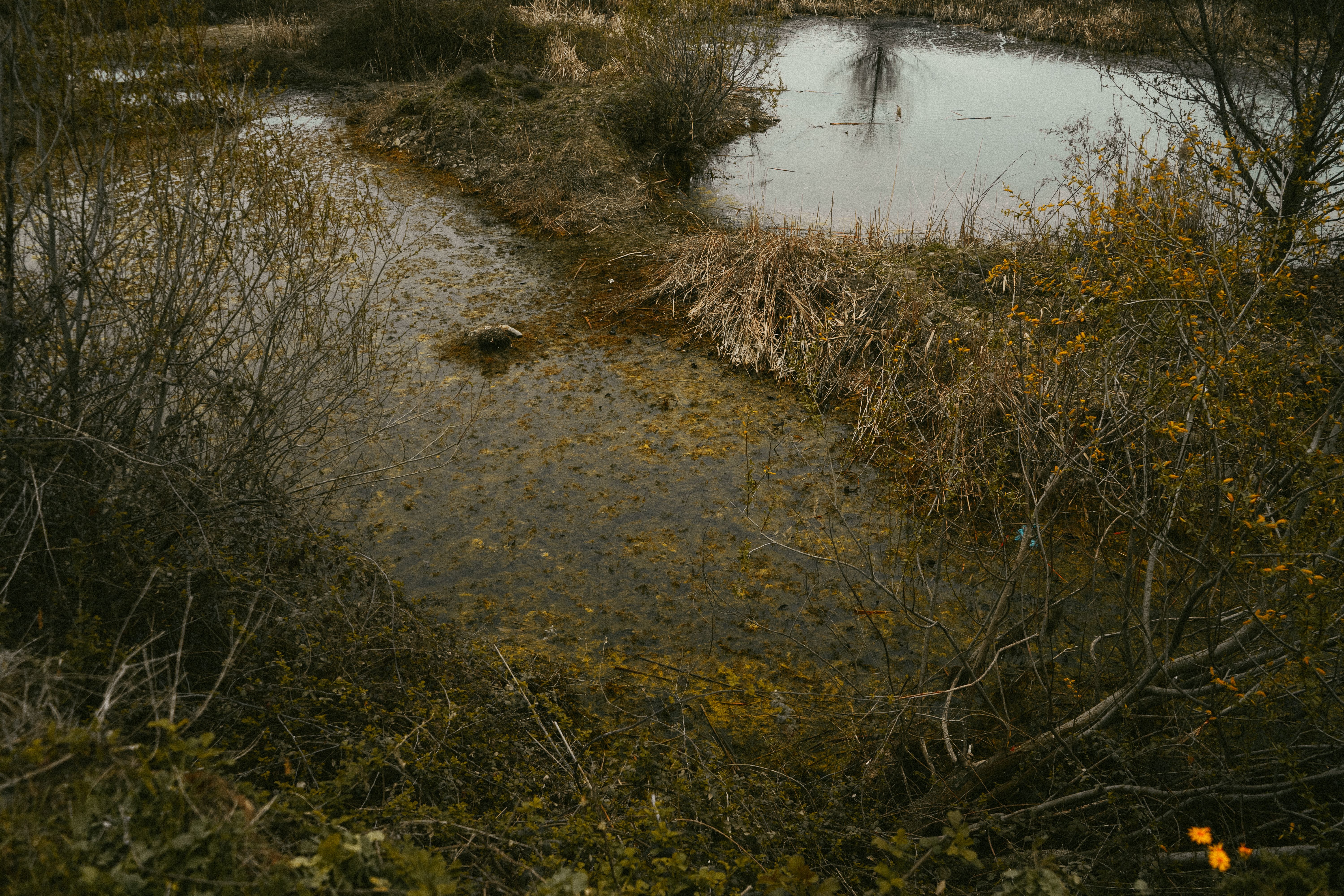 Tranquil rural marsh scene with vegetation and calm waters, perfect for nature exploration.