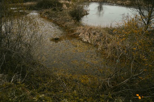 Plants around Ponds on Marsh