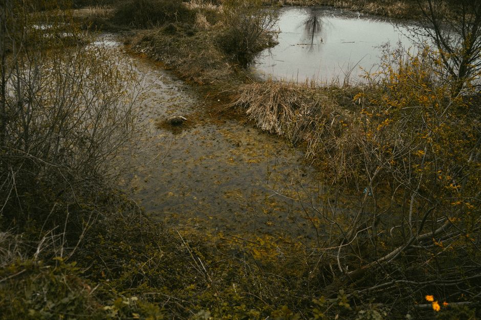Tranquil rural marsh scene with vegetation and calm waters, perfect for nature exploration.