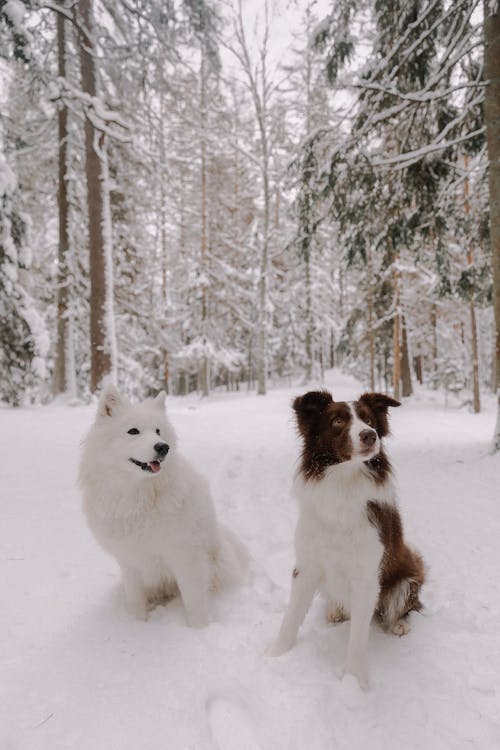 Dogs Sitting in Snow in Forest