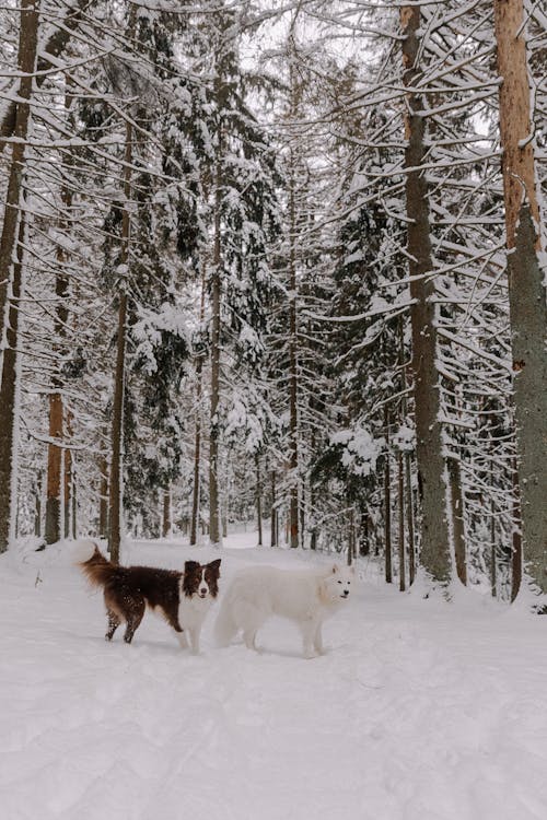 Foto profissional grátis de animais de estimação, árvores, border collie