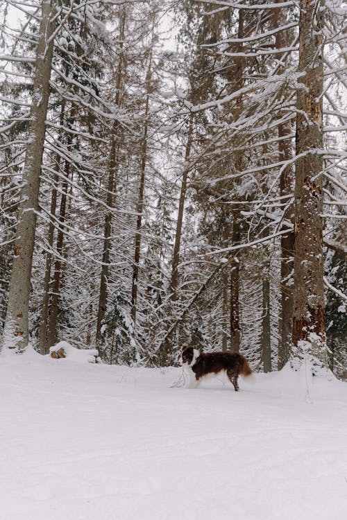 Ilmainen kuvapankkikuva tunnisteilla Bordercollie, eläinkuvaus, flunssa