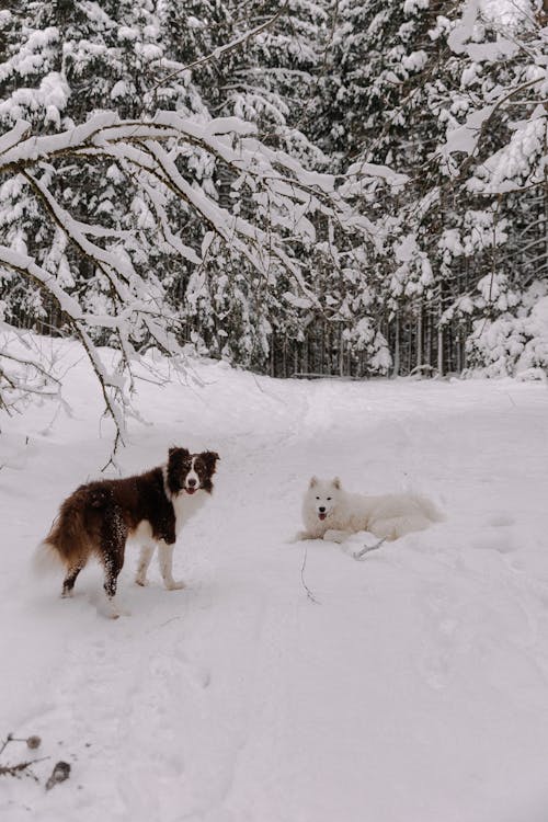 Dogs in Forest in Winter