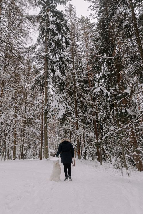 Free Person walking a Samoyed dog in a snow-covered forest, capturing winter serenity. Stock Photo