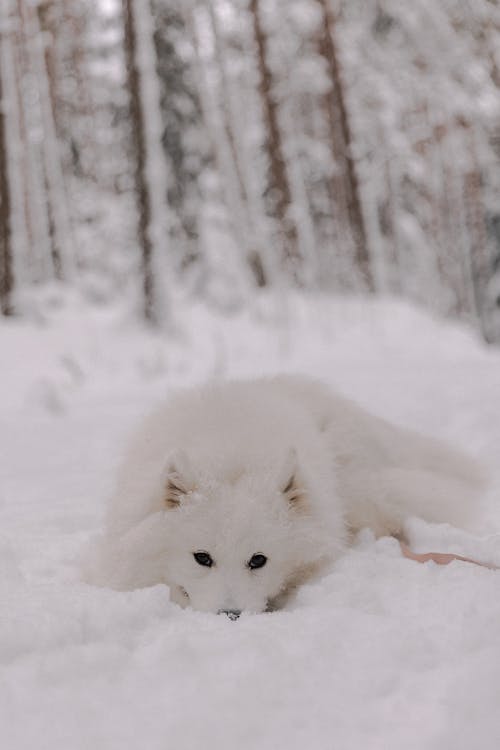 White Dog Lying Down in Snow