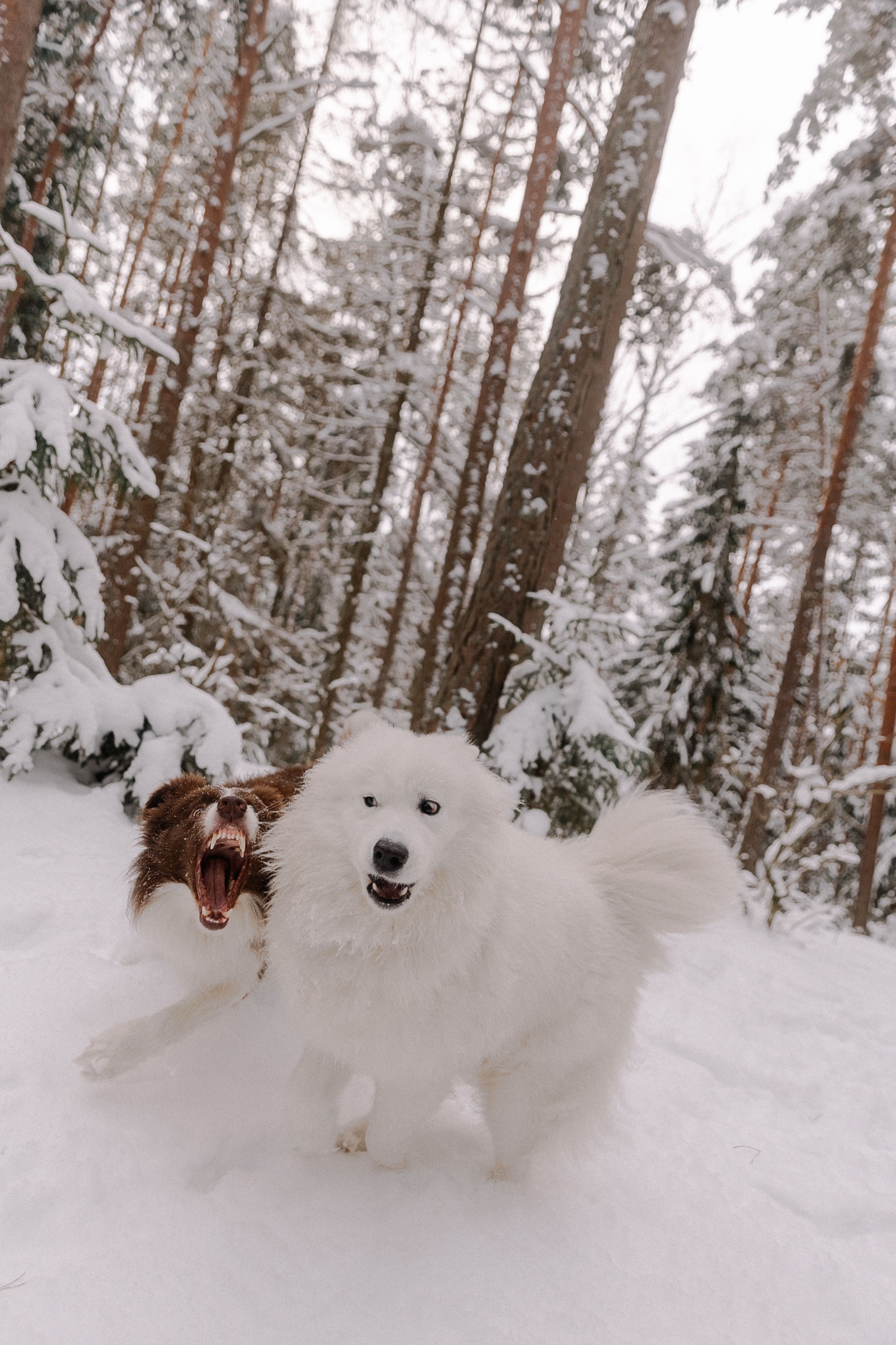 Dogs Playing in Forest in Snow · Free Stock Photo
