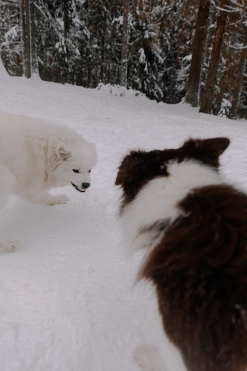 Gratis lagerfoto af dyrefotografering, forkølelse, hunde