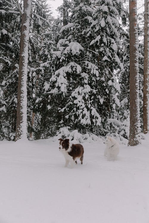 Foto profissional grátis de animais de estimação, árvores, border collie