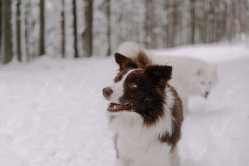 Foto profissional grátis de animais de estimação, border collie, cachorros