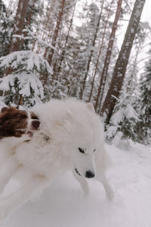 Foto profissional grátis de animais de estimação, árvores, border collie