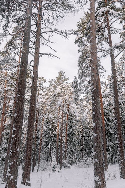 Snowy Conifers in Forest