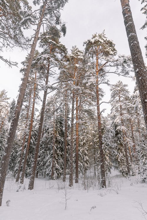 Foto d'estoc gratuïta de arbres, blanc, bosc