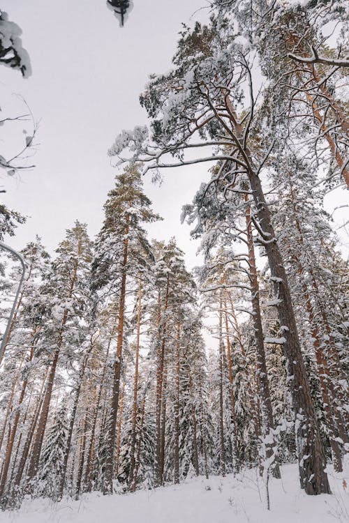 Foto d'estoc gratuïta de arbres, blanc, bosc