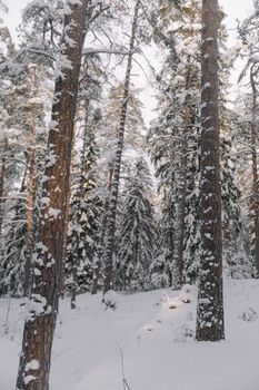 A serene winter forest with snow-covered evergreen trees, capturing the beauty of nature in a vertical shot.