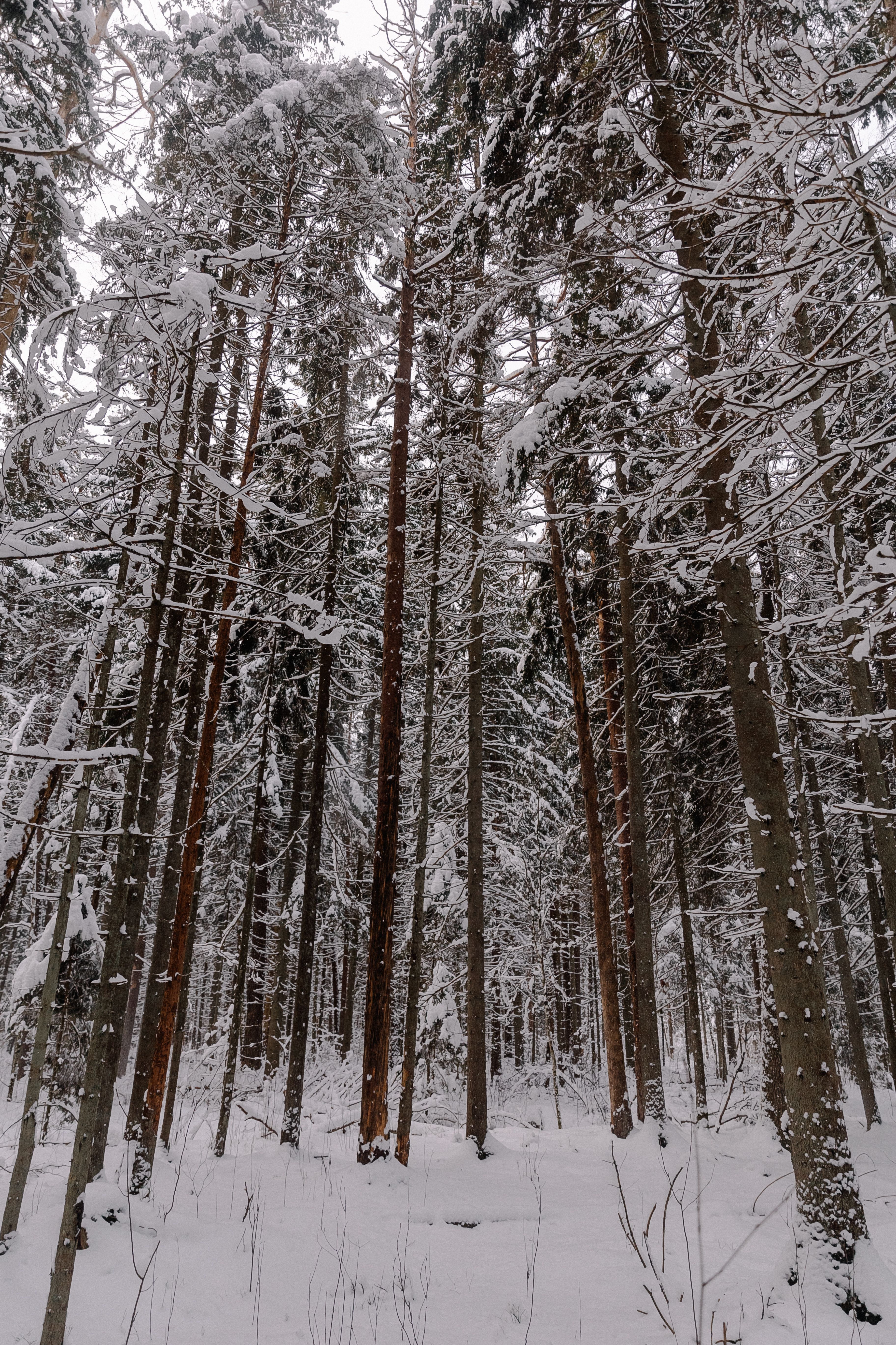 A snowy forest with tall trees and snow · Free Stock Photo