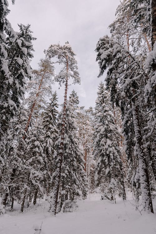 White Forest in Winter