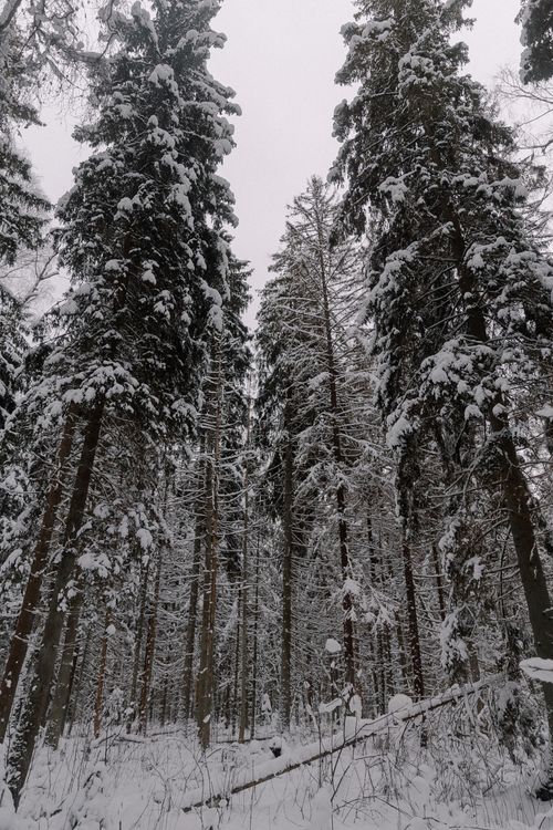 Free A serene winter scene of a snow-covered forest filled with evergreen pine trees. Stock Photo