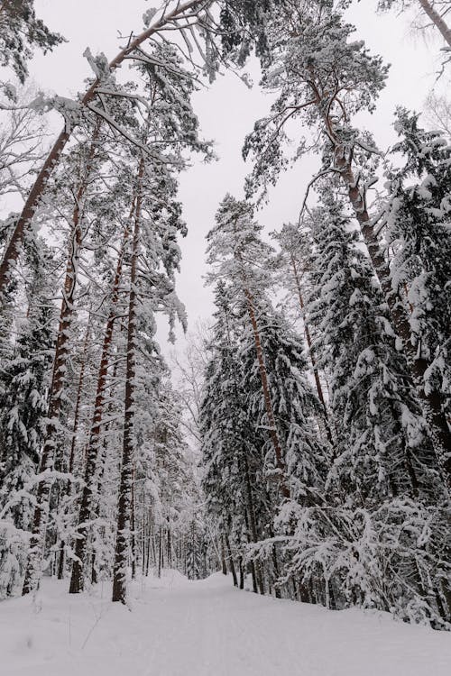 Tall Conifers in Forest in Winter