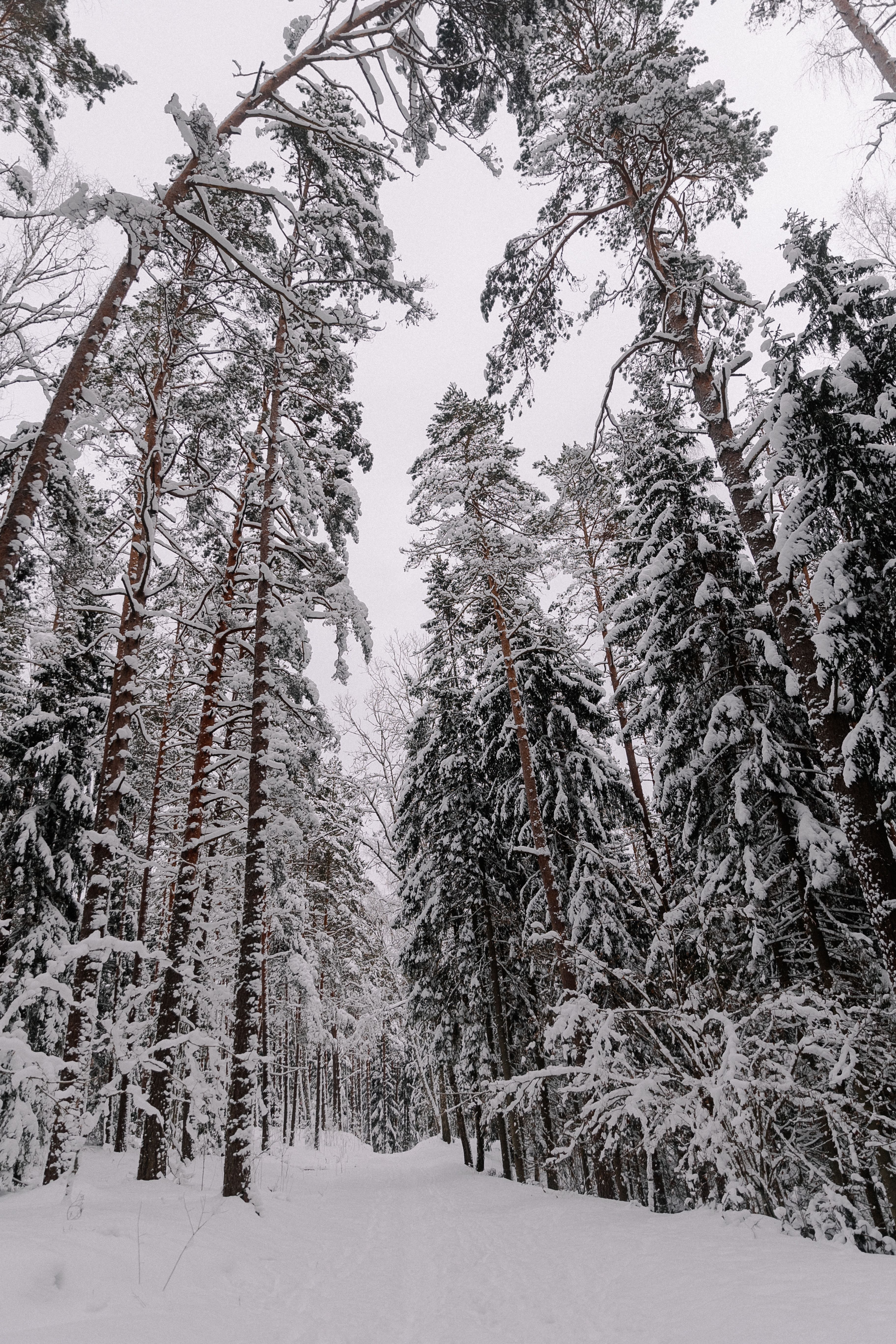 Tall Conifers in Forest in Winter · Free Stock Photo