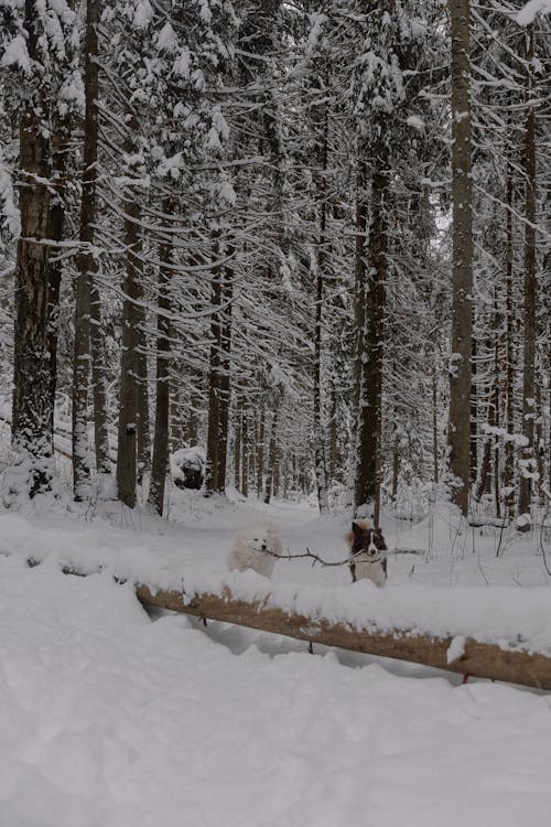 Foto profissional grátis de animais de estimação, árvores, border collie