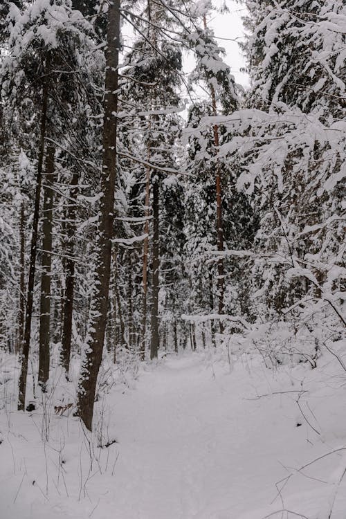 Dense Forest in Winter