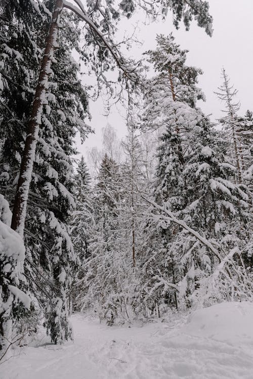 Foto d'estoc gratuïta de arbres, blanc, bosc