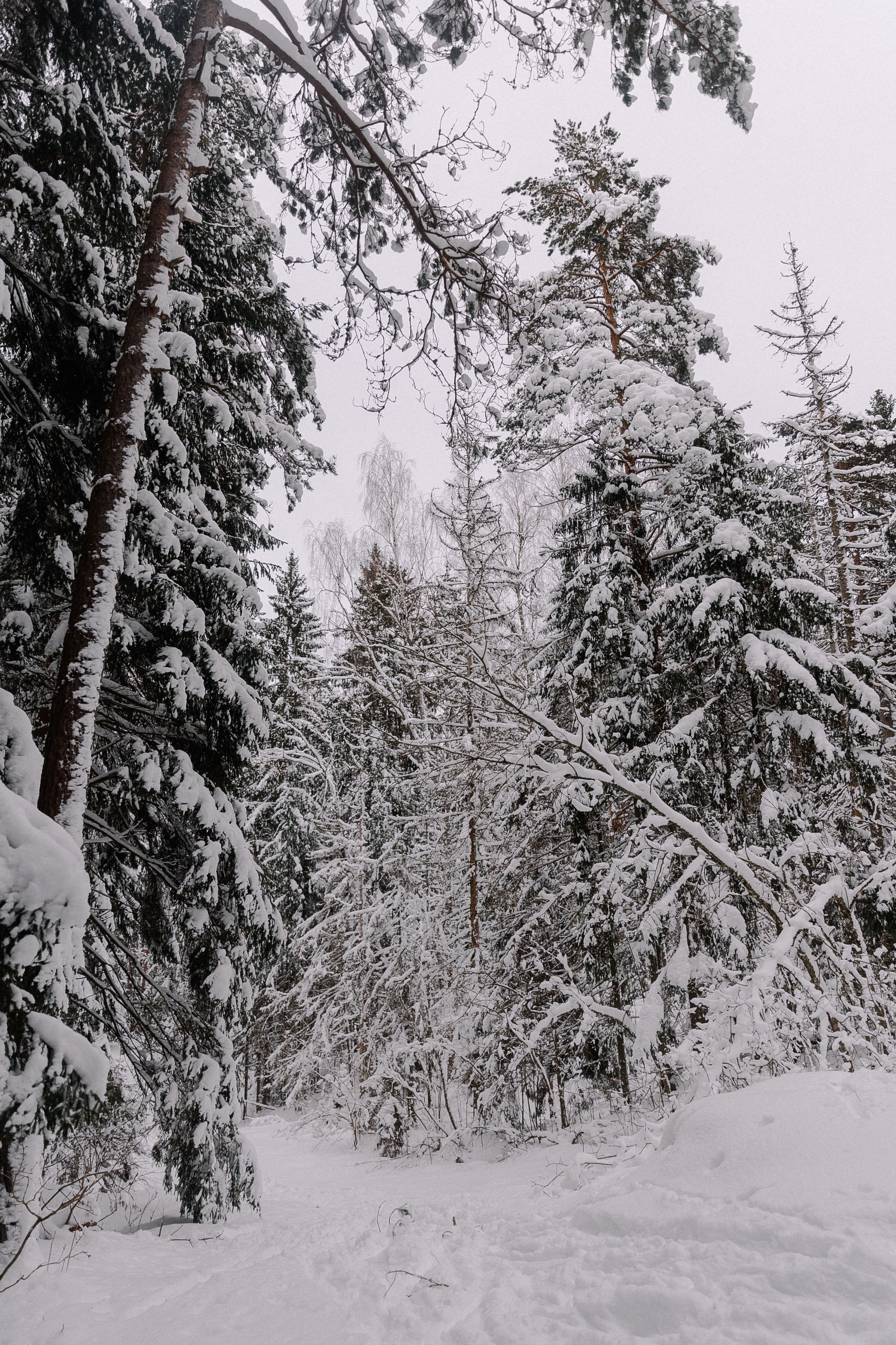 A snowy forest with trees and snow on the ground · Free Stock Photo
