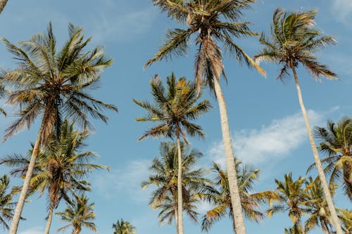 Palm Trees in Summer